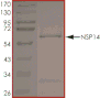 Product Element Image